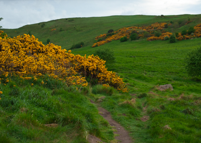 Holyrood Park in Edinburgh with green grass and yellow gorse bushes