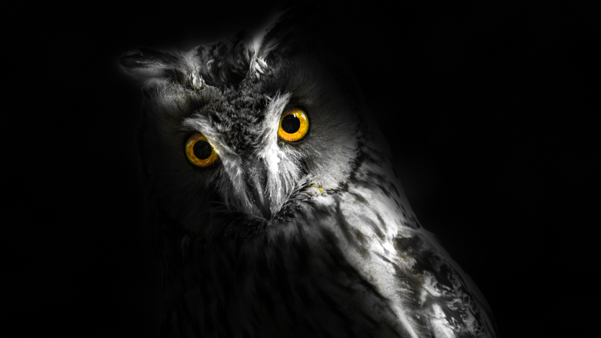 A spooky grey owl looks directly at the camera with orange eyes.