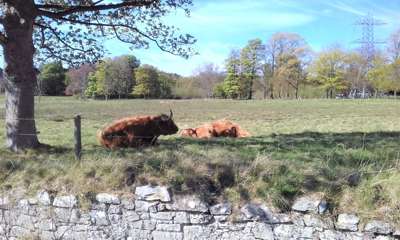 highland coos in edinburgh scotland