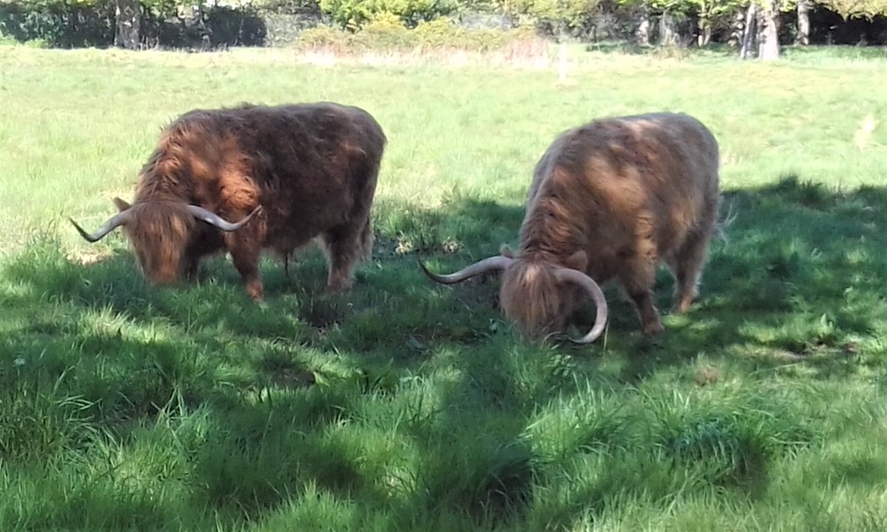 A Brief Exploration of Highland Coos in Edinburgh History