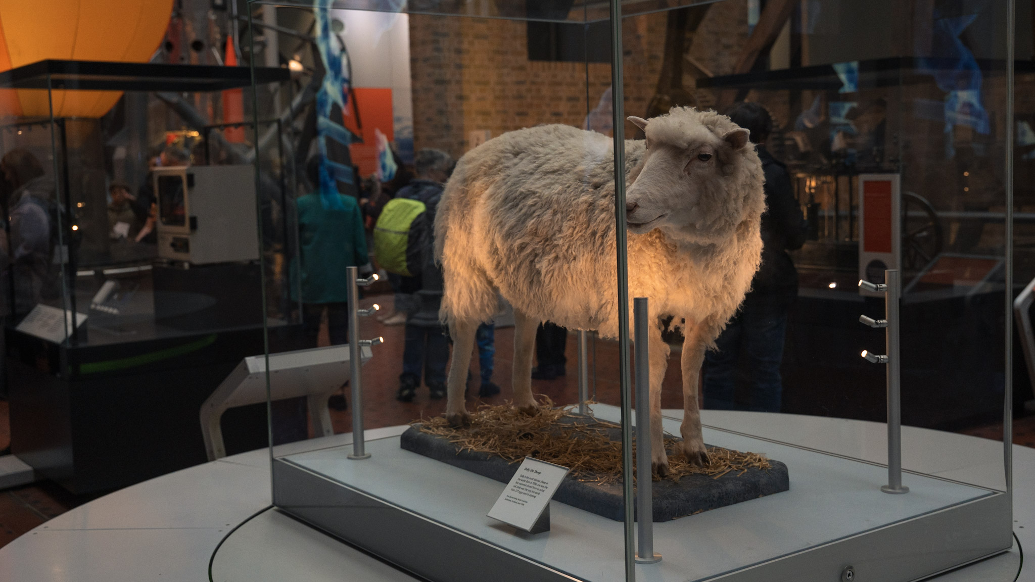A glass display case at the National Museum of Scotland with a taxidermy white sheep. 