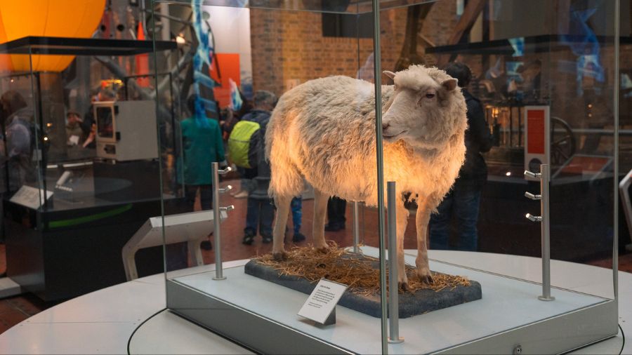 A glass display case at the National Museum of Scotland with a taxidermy white sheep. 