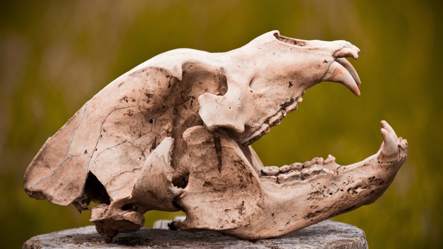 A bear skull on display in front of a natural, outdoor background.