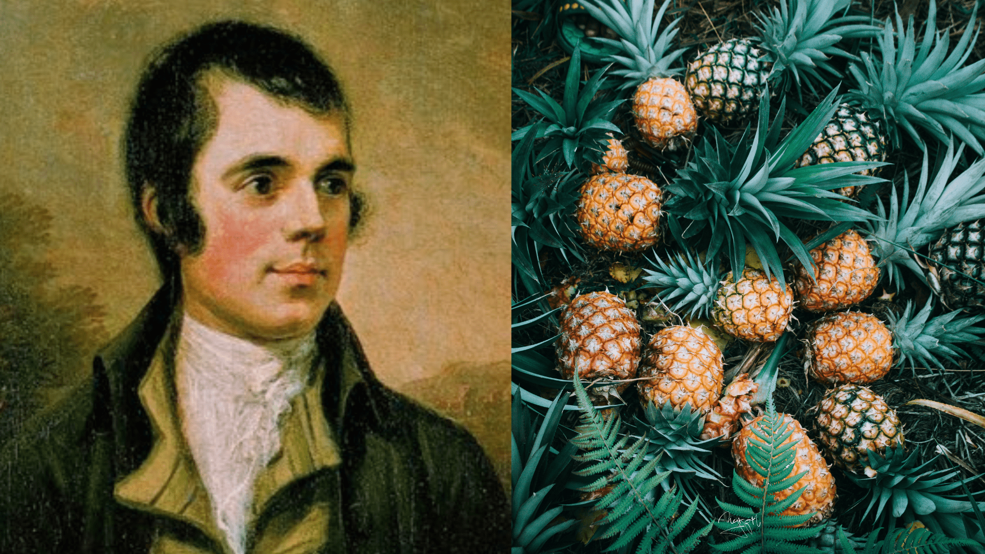 Robert Burns & The Royal History of Pineapples